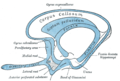 Profile Picture of Indusium griseumon Wikipedia