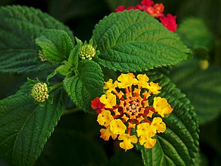 Profile Picture of Lantana camaraon Wikipedia