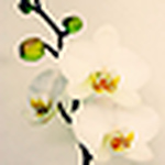 Profile Picture of Mónica María Jaramillo Quijano (@mónica maría jaramillo quijano) on Flickr