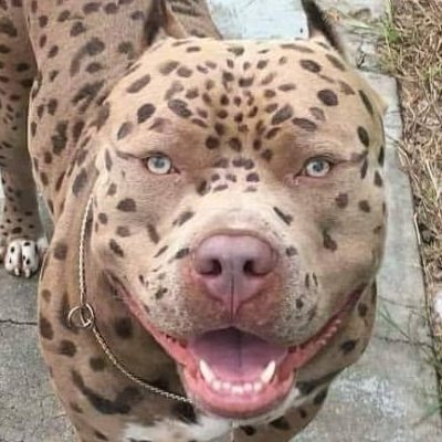 Profile Picture of Carlos B. (@carlosbooker8) on Twitter