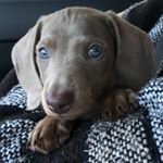 Profile Picture of Franklin Michael Guthridge (@franklin_the_miniweenie) on Instagram