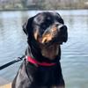 Profile Picture of Leo (@@leo.the.rottweiler) on Tiktok