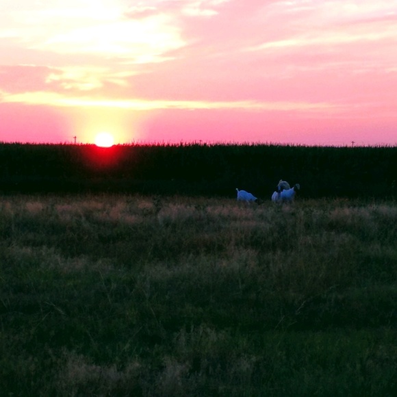 Profile Picture of Kylee Gustafson (@kj_01) on Poshmark