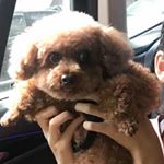 Profile Picture of Charlie Chou (@charliechouu) on Instagram