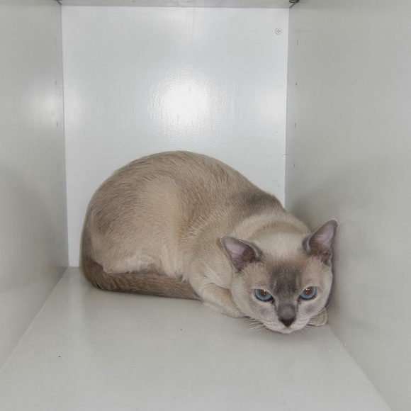 Profile Picture of Jane Fairlie (@j4tonks) on Poshmark