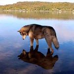 Profile Picture of Brian Greenhaw (@lonewolf0704) on Instagram