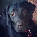 Profile Picture of Roscoe Wilson (@love.that.roscoe) on Instagram