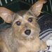 Profile Picture of Sadie Livingthedoglife Stapleton (@sadie.l.stapleton) on Facebook