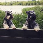 Profile Picture of Gill Clark (@schnautie) on Instagram