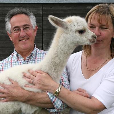 Profile Picture of Fallowfield Alpacas (@alpacaherd) on Twitter