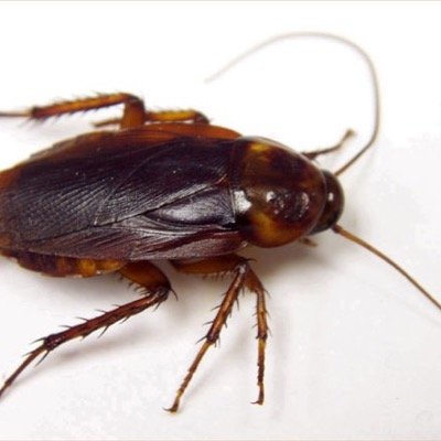 Profile Picture of Bert Da Roach (@BertDaRoach) on Twitter