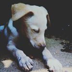 Profile Picture of Albert Frost (@frost.labrador) on Instagram