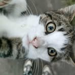 Profile Picture of Adam Rak (@adam.rak.92372) on Facebook