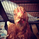 Profile Picture of Edna, Agnes, Eira & Annabelle (@the_frickinchickens) on Instagram