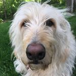 Profile Picture of Rudy Dyer (@rudy.dyer) on Instagram