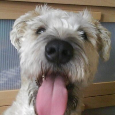 Profile Picture of Mark Calderwood (@Calderwoof) on Twitter