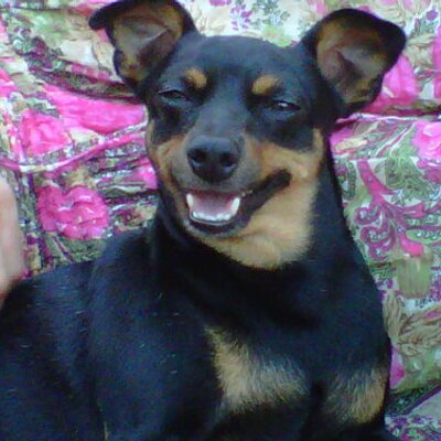 Profile Picture of Albert Comas Roura (@Titu88888) on Twitter