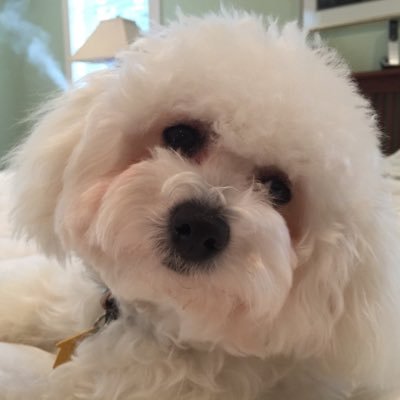 Profile Picture of Minnie Trumps (@NancyRy64765125) on Twitter