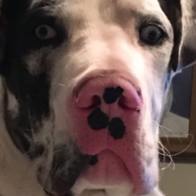 Profile Picture of Jason Lipinski (@jlipinski818) on Twitter