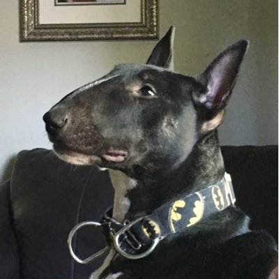 Profile Picture of John Savino (@jvino58) on Twitter