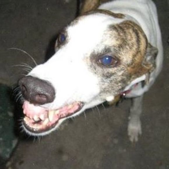 Profile Picture of David Horn (@hurlberger) on Poshmark