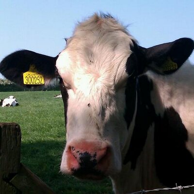 Profile Picture of BIanca Townsend (@missspeedy76) on Twitter