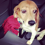 Profile Picture of Chris Alley (@allechdopor) on Flickr