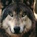 Profile Picture of Jake Cooper (@grimmwolf12) on Pinterest