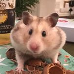 Profile Picture of Charlie 💯 (@charles.brady1) on Instagram