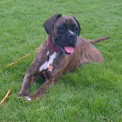 Profile Picture of Adam Chubb (@acechubb) on Twitter