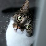 Profile Picture of Ralph Manfreda (@hypnotic.flowers) on Instagram