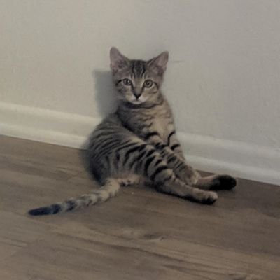 Profile Picture of Nick Sanborn (@Nicknobi16) on Twitter