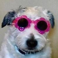 Profile Picture of псина ты кто (@sobaka_glitka) on Twitter