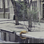 Profile Picture of Cedric Lopez (@ced 2017) on Flickr