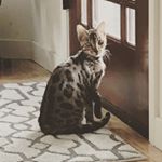 Profile Picture of Adrian Schroeder (@adrian.n.rocky) on Instagram