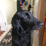 Profile Picture of Remy Davis-Jackson (@remyblazingstar) on Instagram