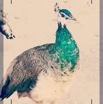 Dado Khuhro - Facebook Profile Picture of Dado Khuhro (@dado.khuhro.2025) on Facebook