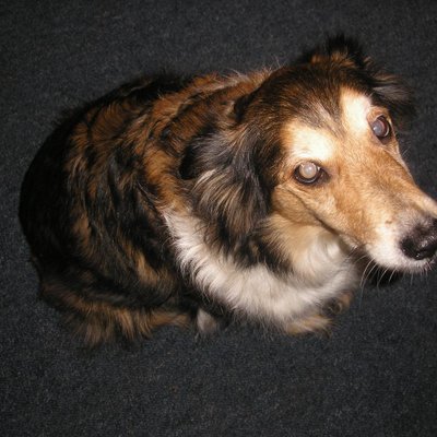 Profile Picture of Paul Ross (@fosterfool) on Twitter