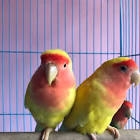 Profile Picture of   Aiswarya s... (@aiswaryaspillairose) on Tiktok