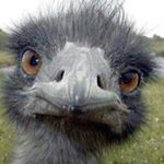 Profile Picture of Kim Priestley (@fishybitch_) on Instagram