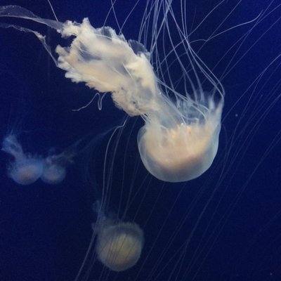 Profile Picture of Chiayu (@alchemy_010) on Twitter