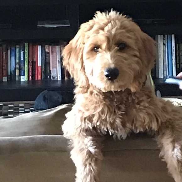 Profile Picture of Amy Reidy (@amyj101) on Poshmark