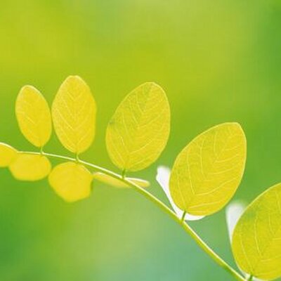 Profile Picture of Marisa Feng (@FengGeFei) on Twitter