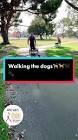 Profile Picture of   Taking the dogs in a walk... (@veliacampos0) on Tiktok