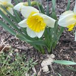 Profile Picture of Carol Cassidy Hogan (@achogan774) on Instagram