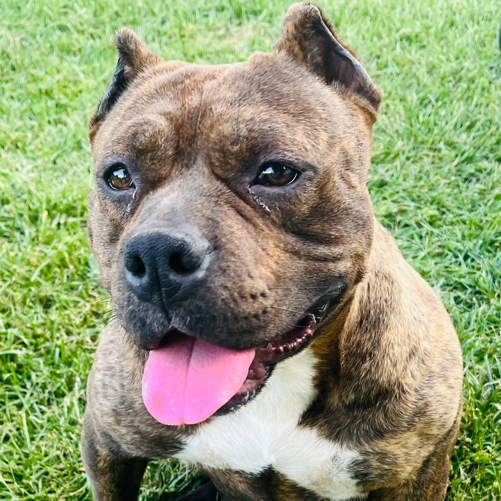 Tommy Diamond - Tiktok Profile Picture of Tommy Diamond (@tomcat198907) on Tiktok