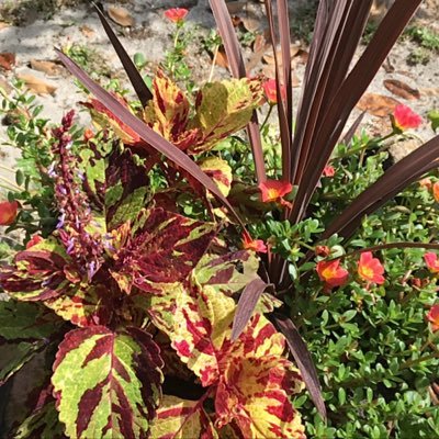 Profile Picture of Cathy Mari-Berador Rivenbark (@BeradorMari) on Twitter