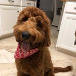 Profile Picture of Clark Francis (@clarkthegdoodle) on Instagram