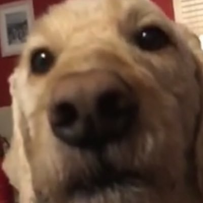 Profile Picture of Thomas Laberge (@ThomasLaberge6) on Twitter