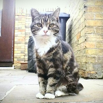 Profile Picture of Lucy Fryer (@BearfaceLucy) on Twitter